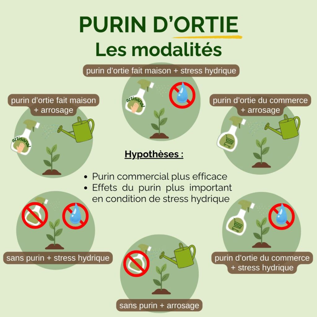 purins d'orties sur les cultures de céréales