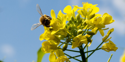 diagnostic_biodiversite