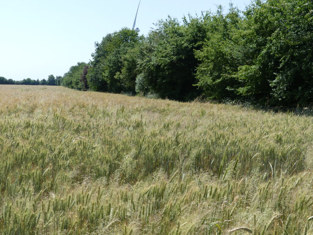 Haie arborée en bordure d'un champ de blé