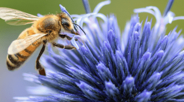 abeille_biodiversité
